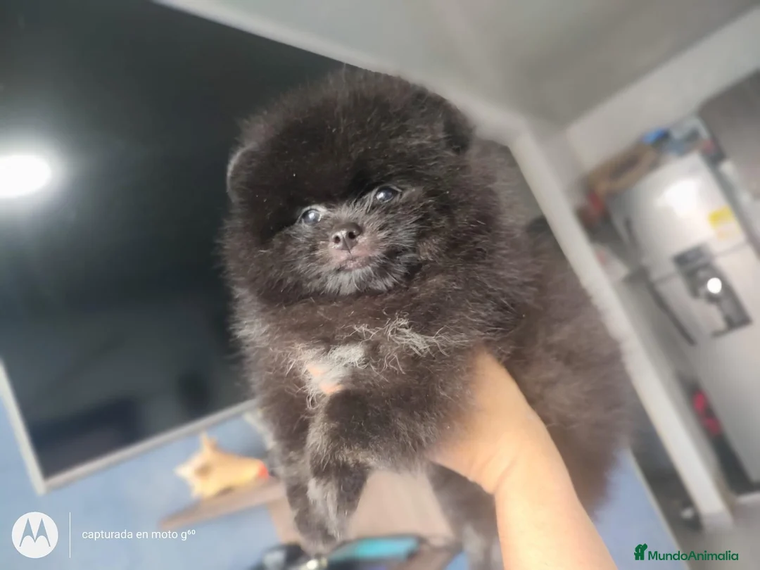 Pomerania perros en venta: POMERANIA PUPPY MINI  - Anuncio 4