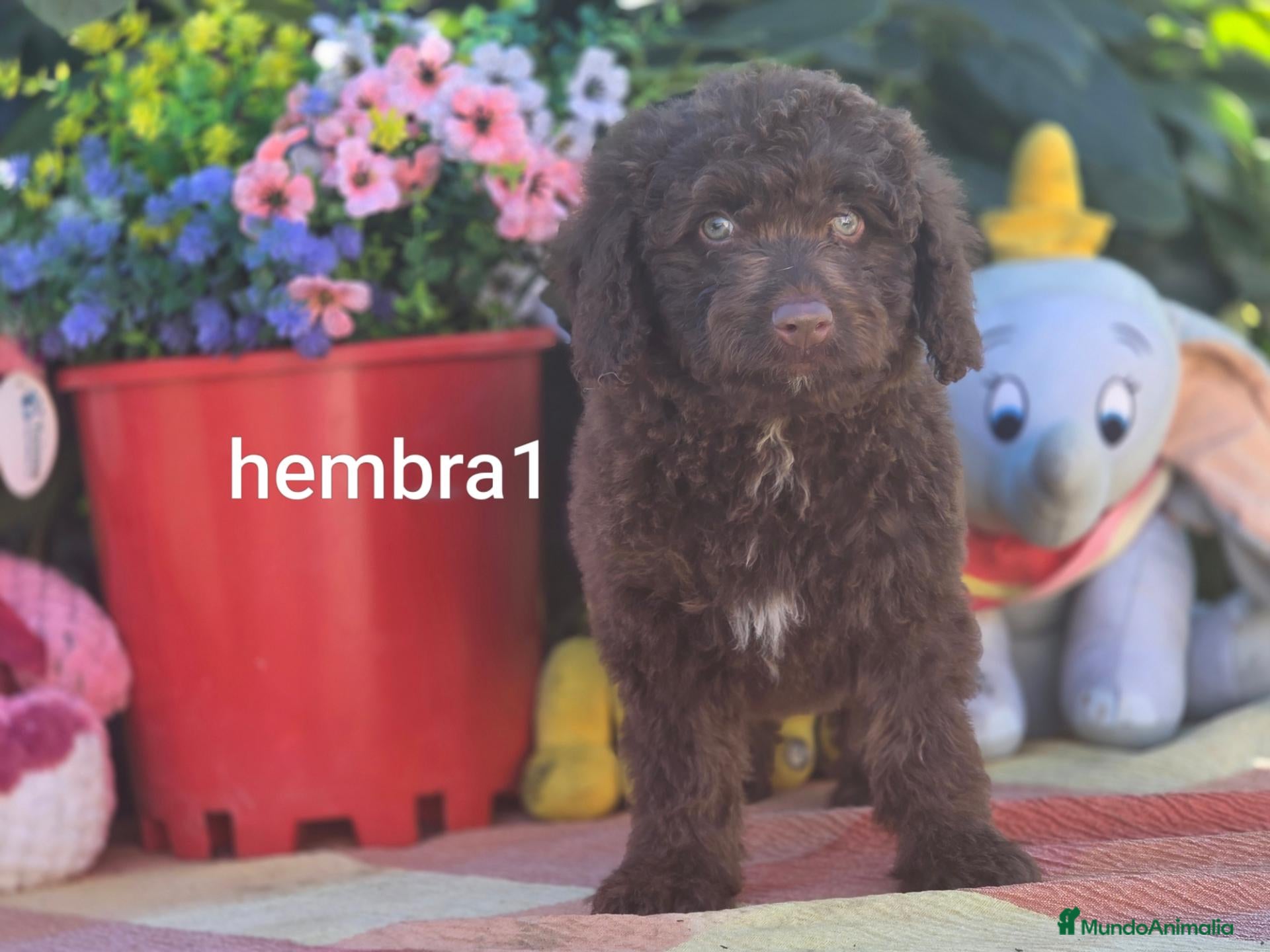 Perro de Agua Español perros en venta: Perro de aguas (PDE) - Anuncio 1