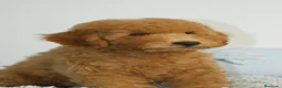 Caniche Enano perros en venta: CANICHE ENANO - Anuncio 3