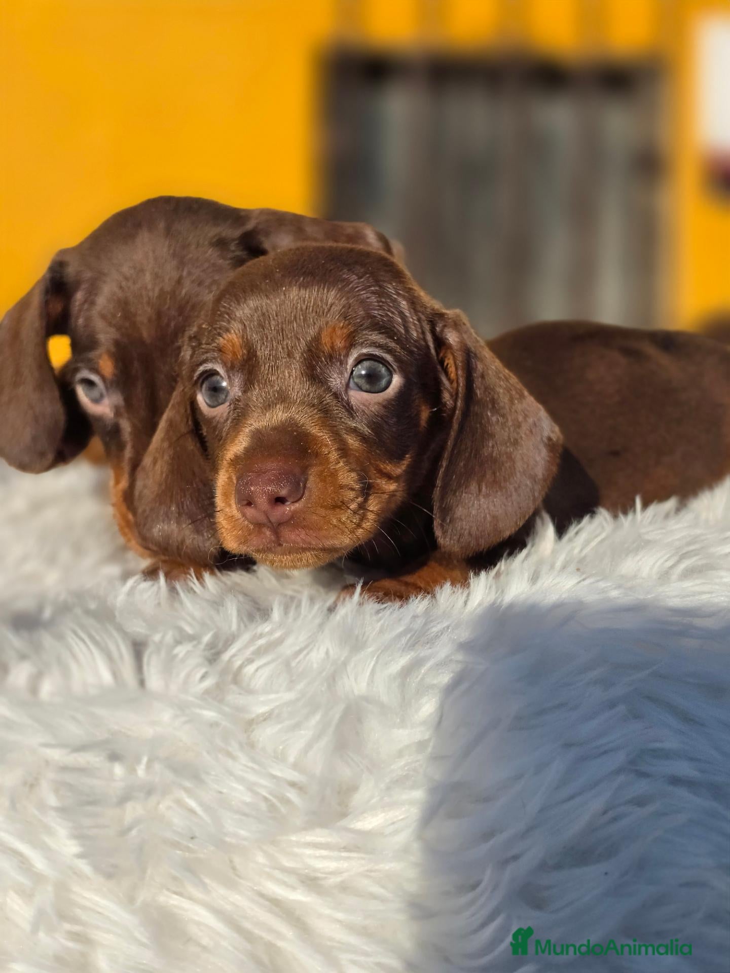 Teckel Miniatura perros Teckel chocolate unicoss - Anuncio 2