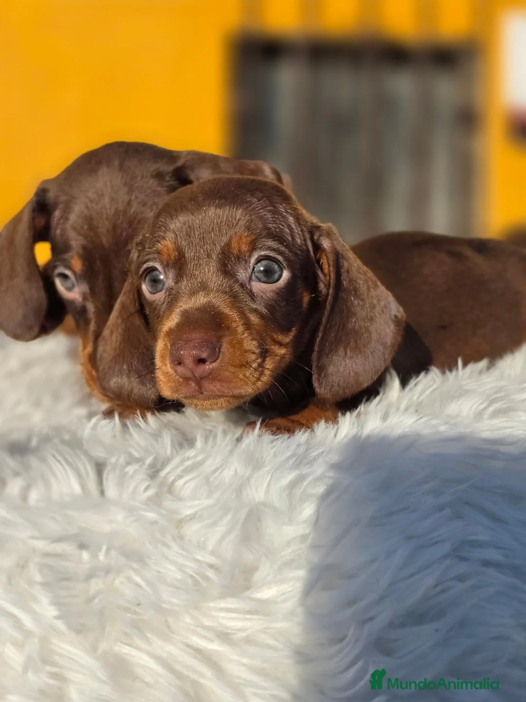Teckel Miniatura perros en venta: Teckel chocolate unicoss - Anuncio 1