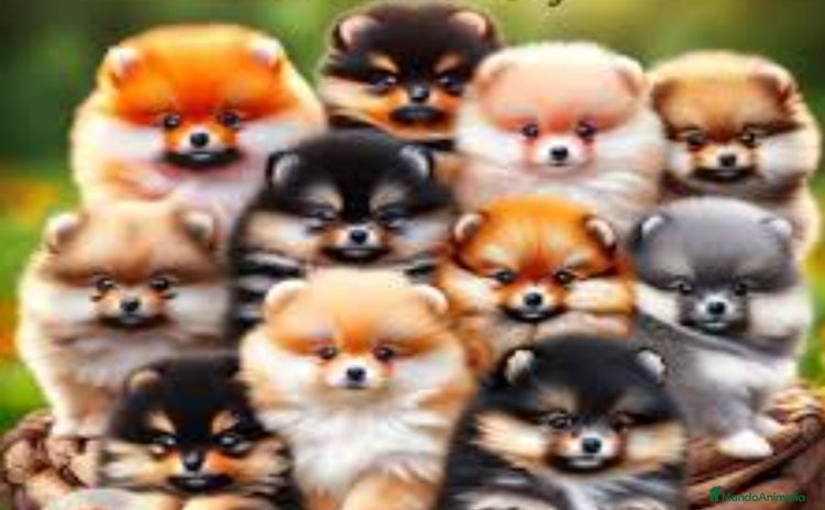 Pomerania perros - Propaganda 6
