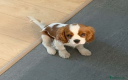 Cavalier King Charles Spaniel perros en venta: Cavalier Blenheim🤍 - Imagen 2