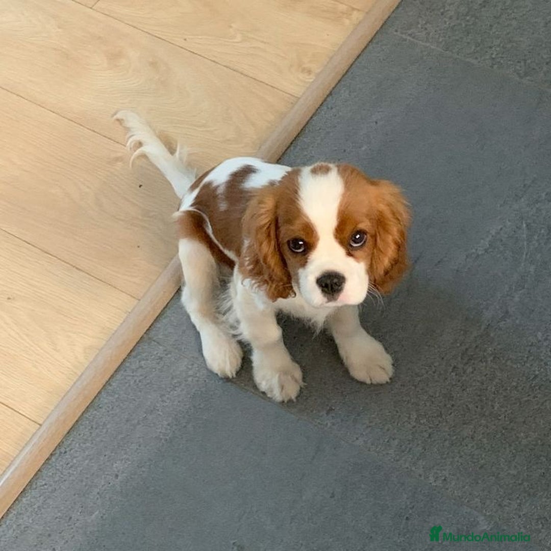Cavalier King Charles Spaniel perros en venta: Cavalier Blenheim🤍 - Imagen 2
