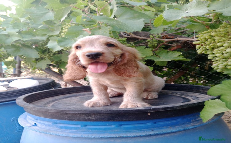 Cocker Spaniel Inglés perros - Propaganda 1