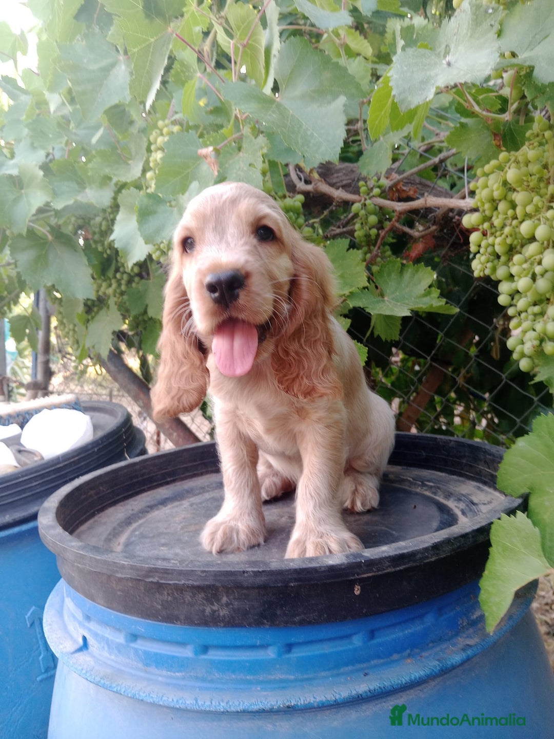 Cocker Spaniel Inglés perros en venta: COCKER DISPONIBLE  - Imagen 1