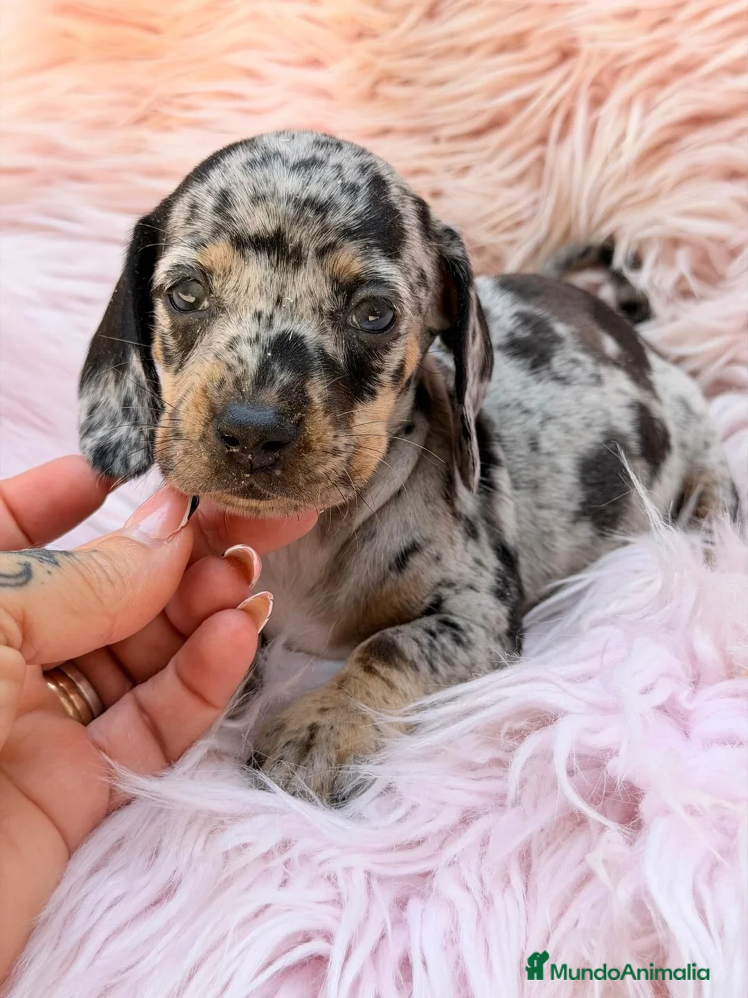 Teckel Miniatura perros en venta: TECKEL MINIATURA ARLEQUIN - Anuncio 1