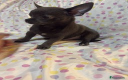 Chihuahua perros en venta: Chihuahua toy blue  - Imagen 7