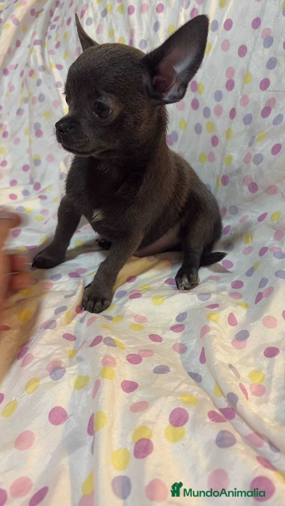 Chihuahua perros en venta: Chihuahua toy blue  - Imagen 7