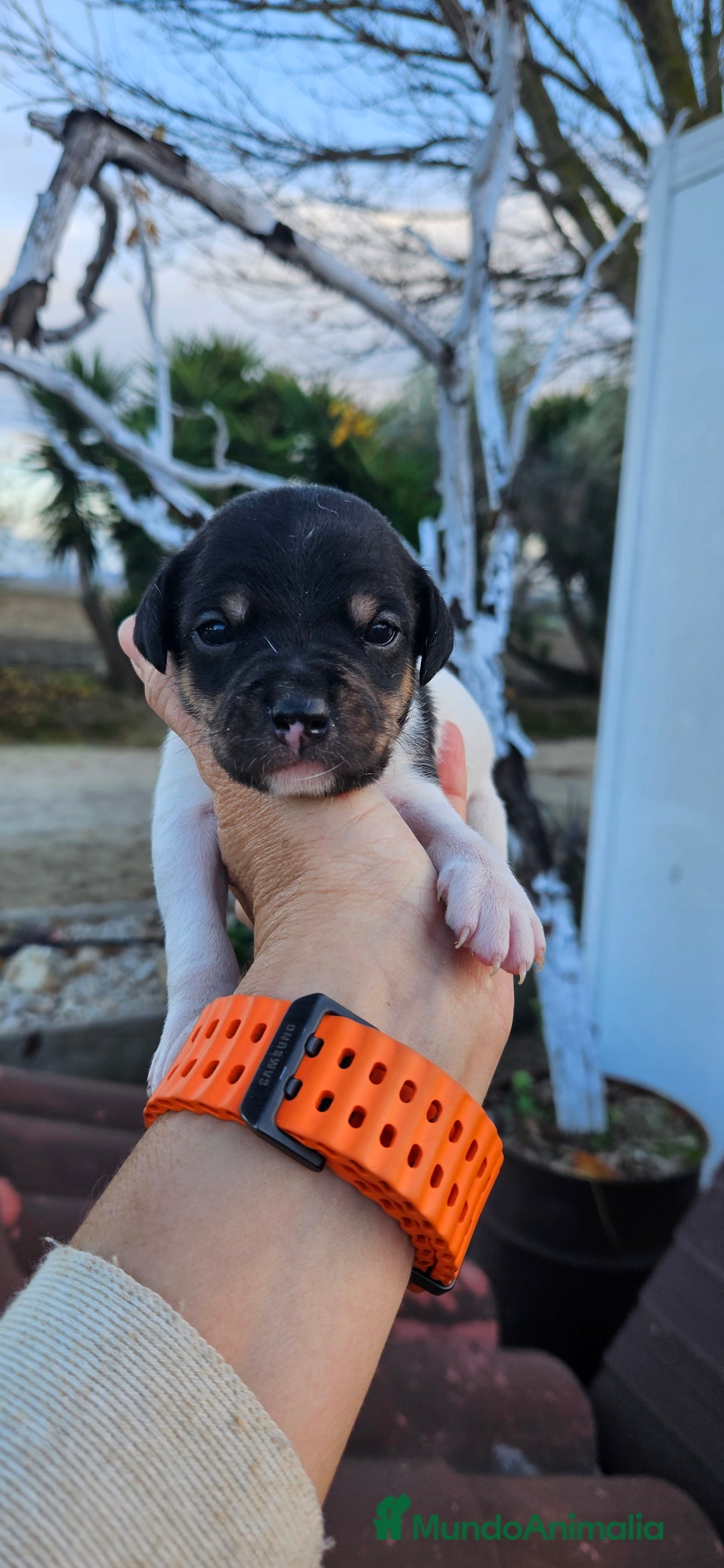 Ratonero Bodeguero Andaluz perros en venta: Ratonero bodeguero andaluz en Cádiz - Anuncio 8