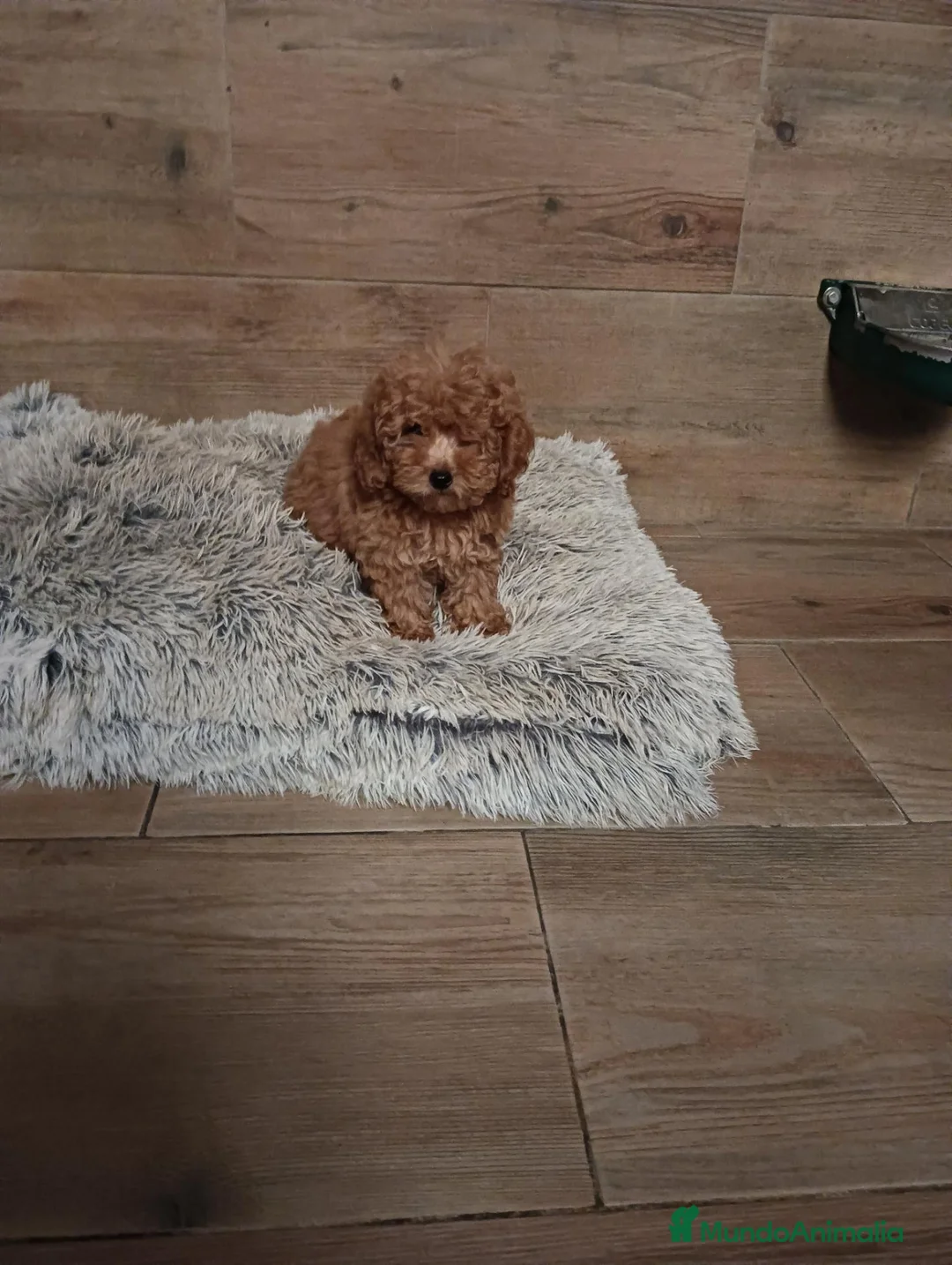 Caniche Toy perros en venta: Caniche toy - Anuncio 2