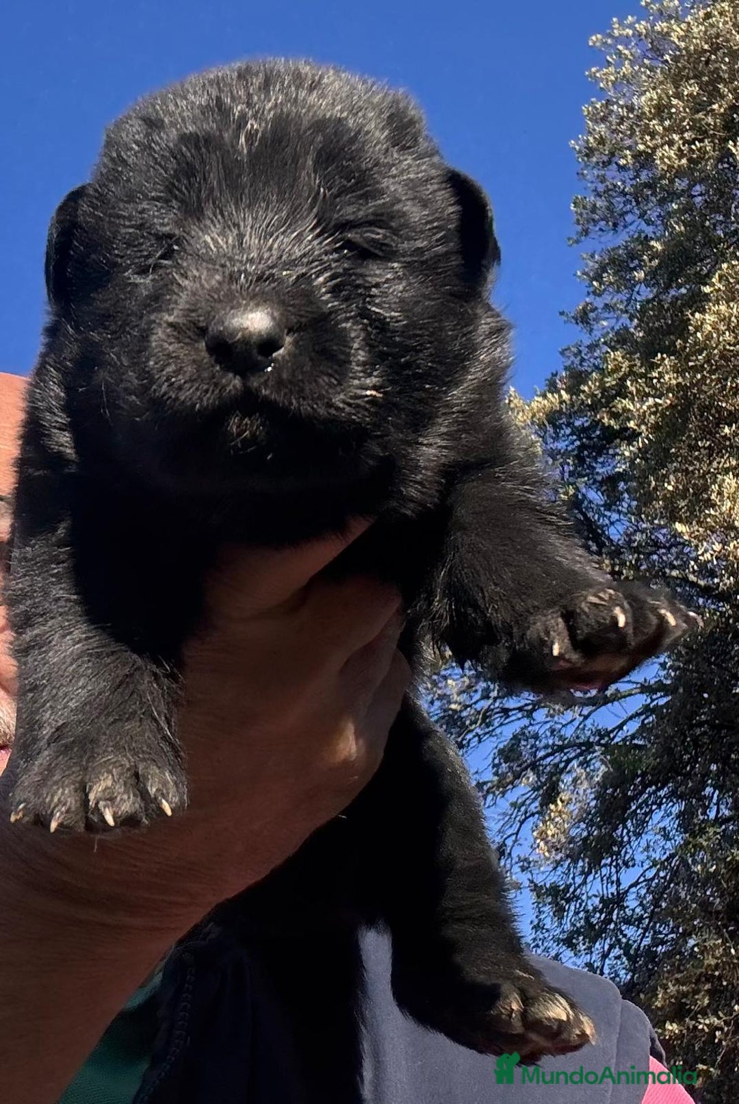 Pastor Alemán perros en venta: Pastor alemán belleza  - Anuncio 10