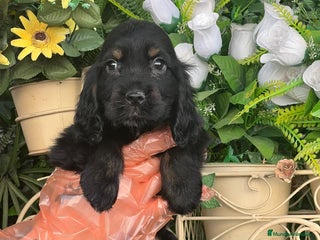 Cocker Spaniel Inglés perros - Anuncio 1