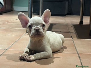 Bulldog Francés perros en Madrid - Anuncio 15