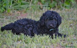 Perro de Agua Español perros en venta: Cachorra perro de agua  - Imagen 2