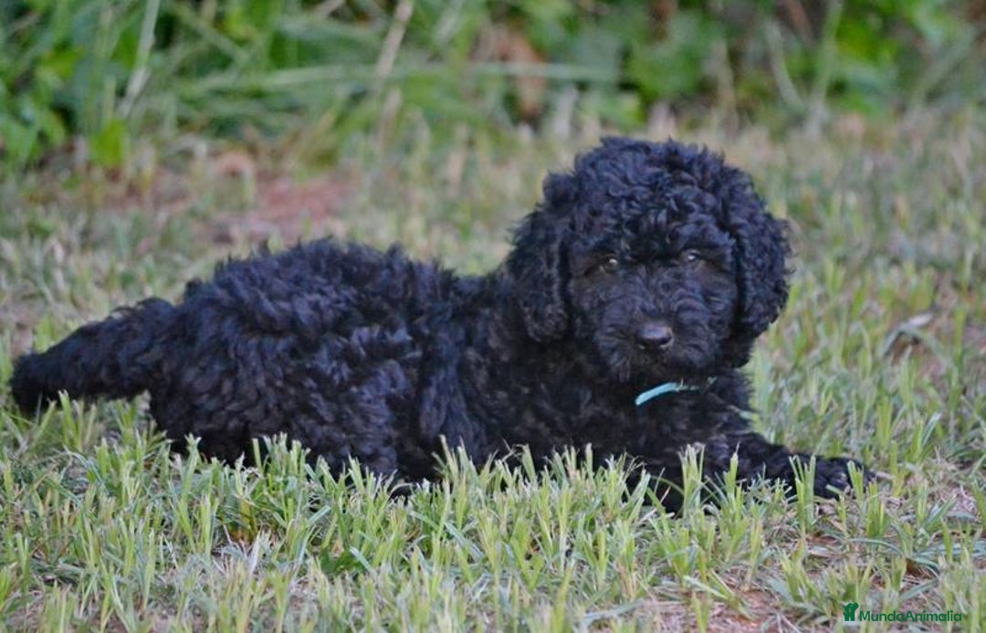 Perro de Agua Español perros en venta: Cachorra perro de agua  - Imagen 2