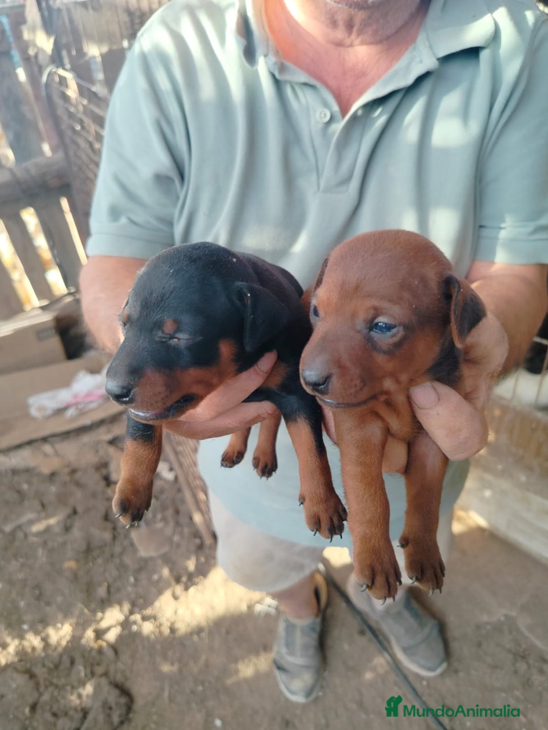 Pinscher Miniatura perros en venta: PINCHER MINIATURA CALIDAD Y SELECCIÓN  - Imagen 6