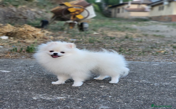Pomerania perros - Propaganda 15