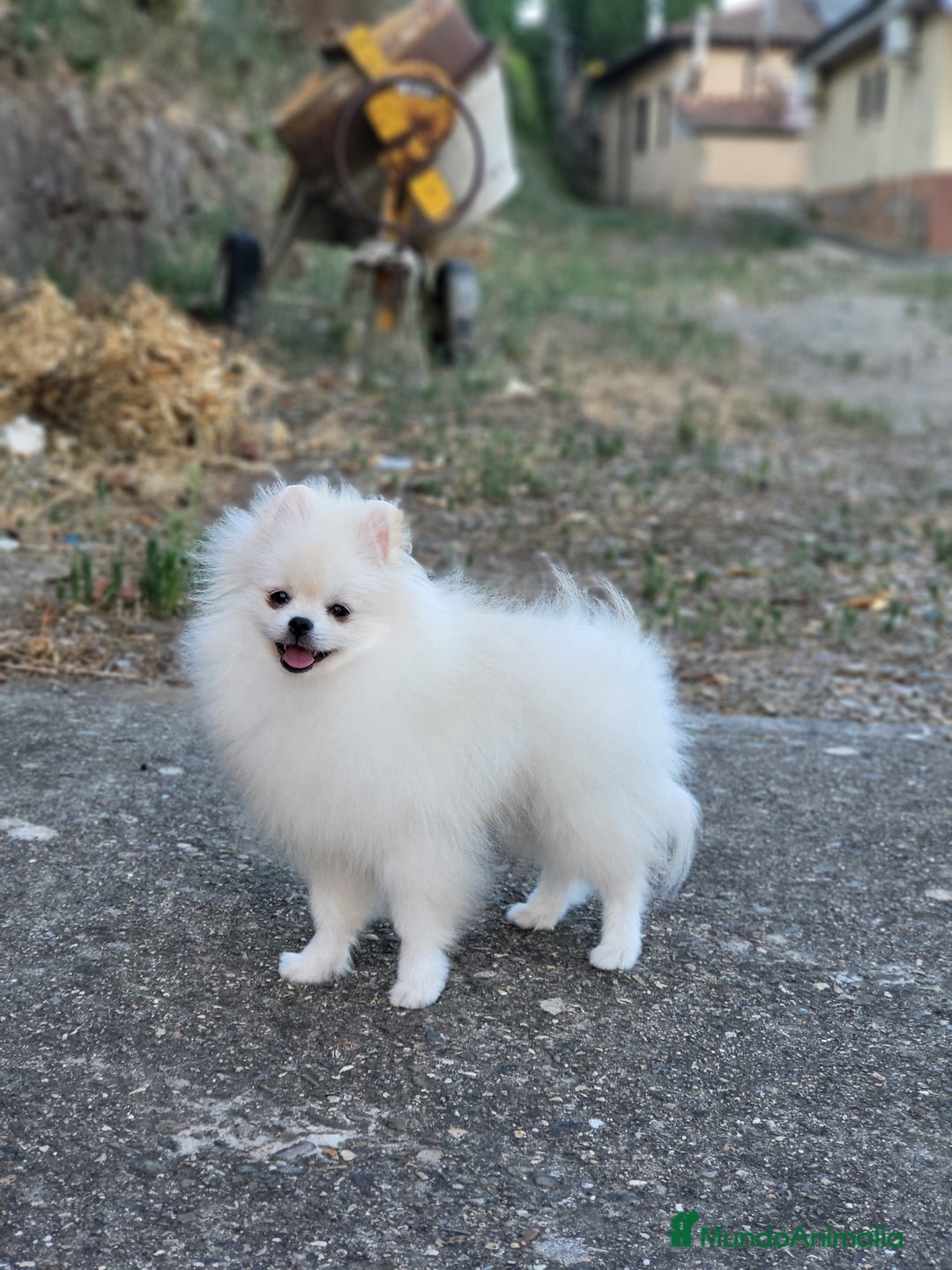 Pomerania perros en venta: Machito white-crema  - Imagen 1