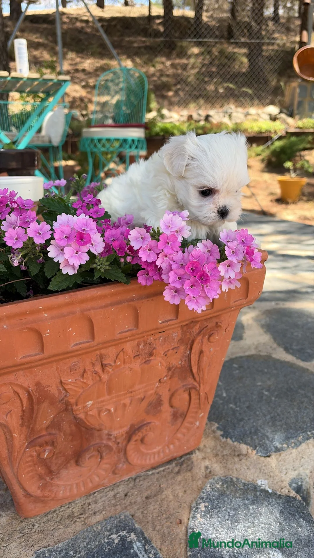 Bichón Maltés perros en venta: Bichon Maltés Toy  - Anuncio 7