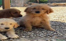 Goldendoodle perros en venta: Goldendoodle  - Imagen 6