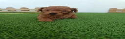 Caniche Toy perros en venta: Caniche hembra toy - Anuncio 6