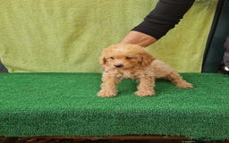 Maltipoo perros en venta: Maltipoo toy - Imagen 3