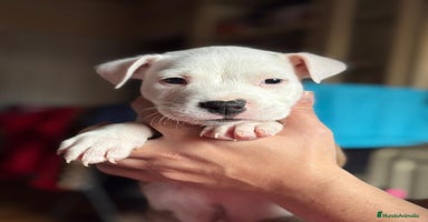 American Staffordshire-Terrier perros - Anuncio 9