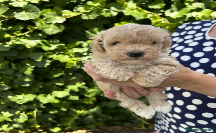 Maltipoo perros - Anuncio 1