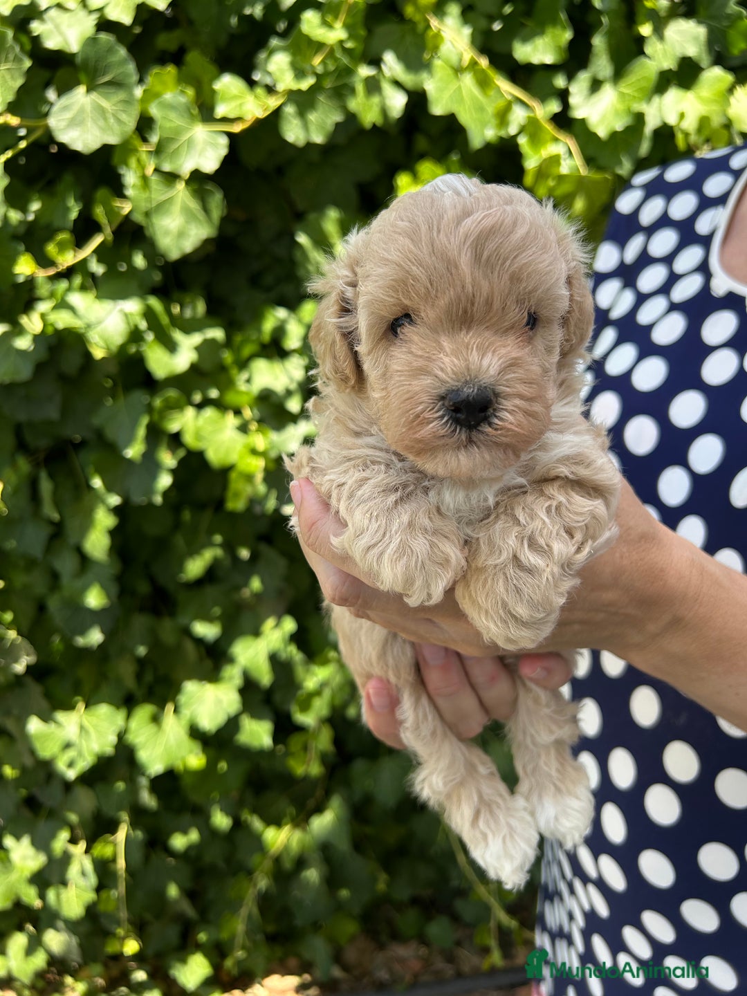 Maltipoo perros en venta: maltipoo - Imagen 1