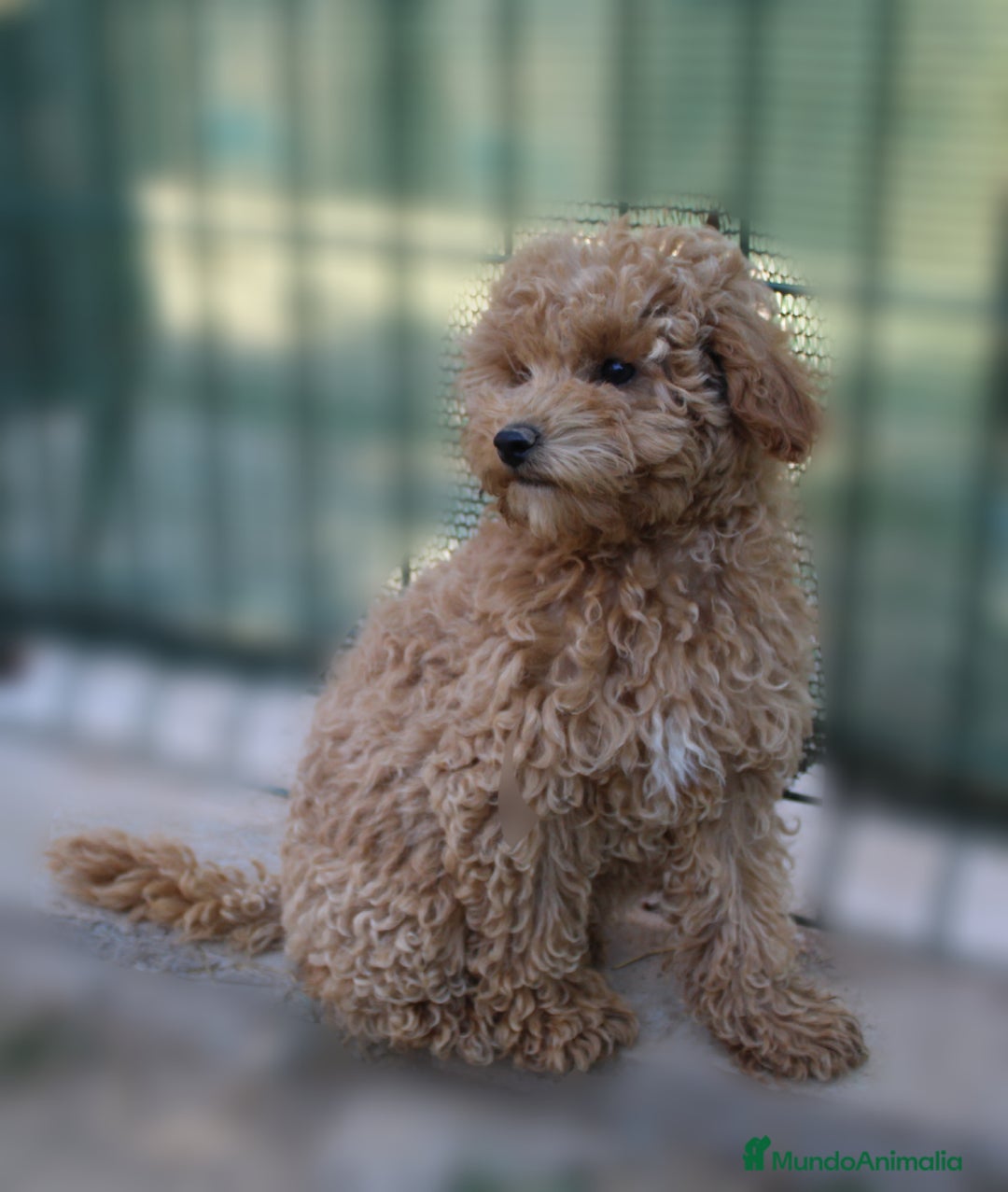 Caniche Enano perros en venta: Caniche enana  - Imagen 2