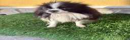 Pomerania perros en venta: Lulu Pomerania macho Party  Pele y Mele son papas  - Anuncio 17