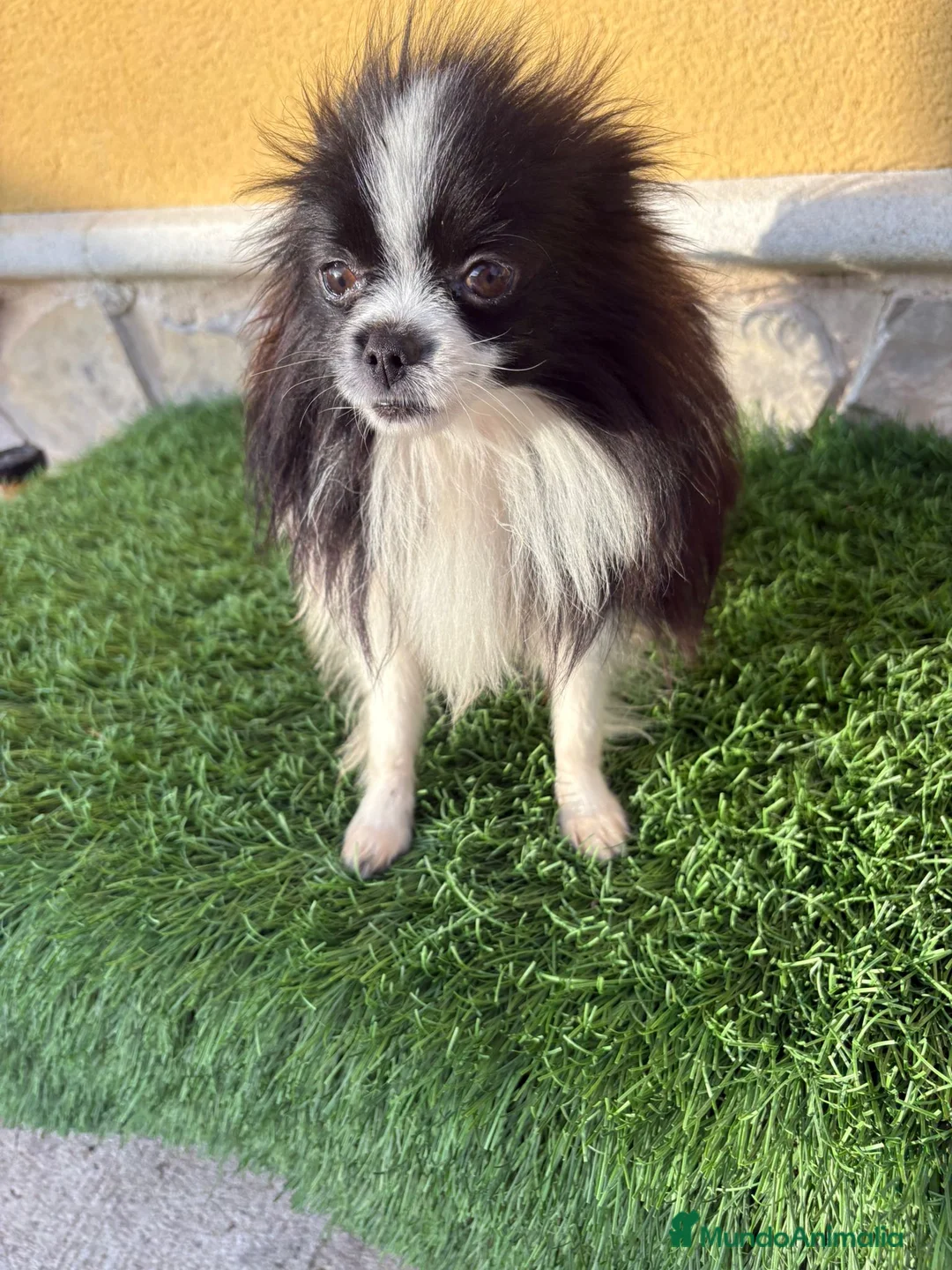 Pomerania perros en venta: Lulu Pomerania macho Party  Pele y Mele son papas  - Anuncio 17