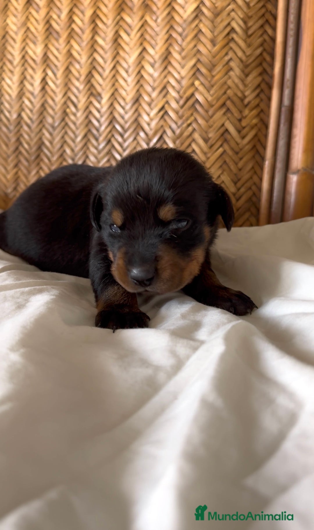 Rottweiler perros en venta: Rottweiler - Imagen 8
