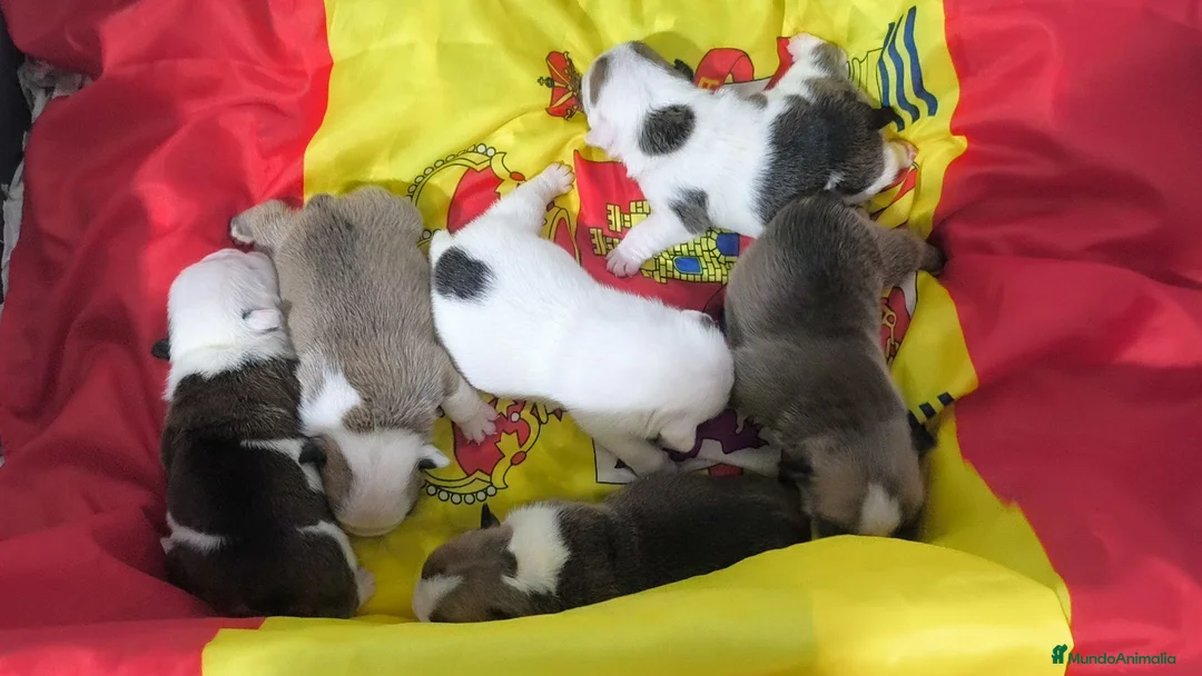 Bulldog Inglés perros en venta: Bulldog ingles de Calidad  - Anuncio 3