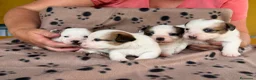 Jack Russell Terrier perros en venta: Cachorros de jack Russell disponibles - Anuncio 10