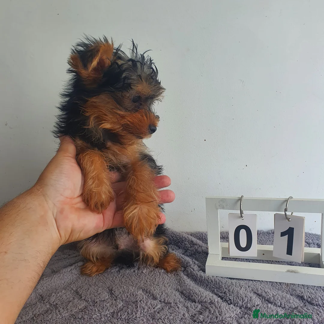 Yorkshire Terrier perros en venta: Yorkshire mini  - Anuncio 3