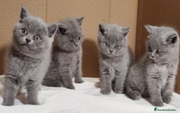 Británico de Pelo Corto gatos en venta: British Shorthair  - Anuncio 18