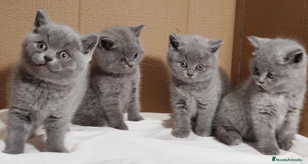Británico de Pelo Corto gatos en venta: British Shorthair  - Anuncio 18
