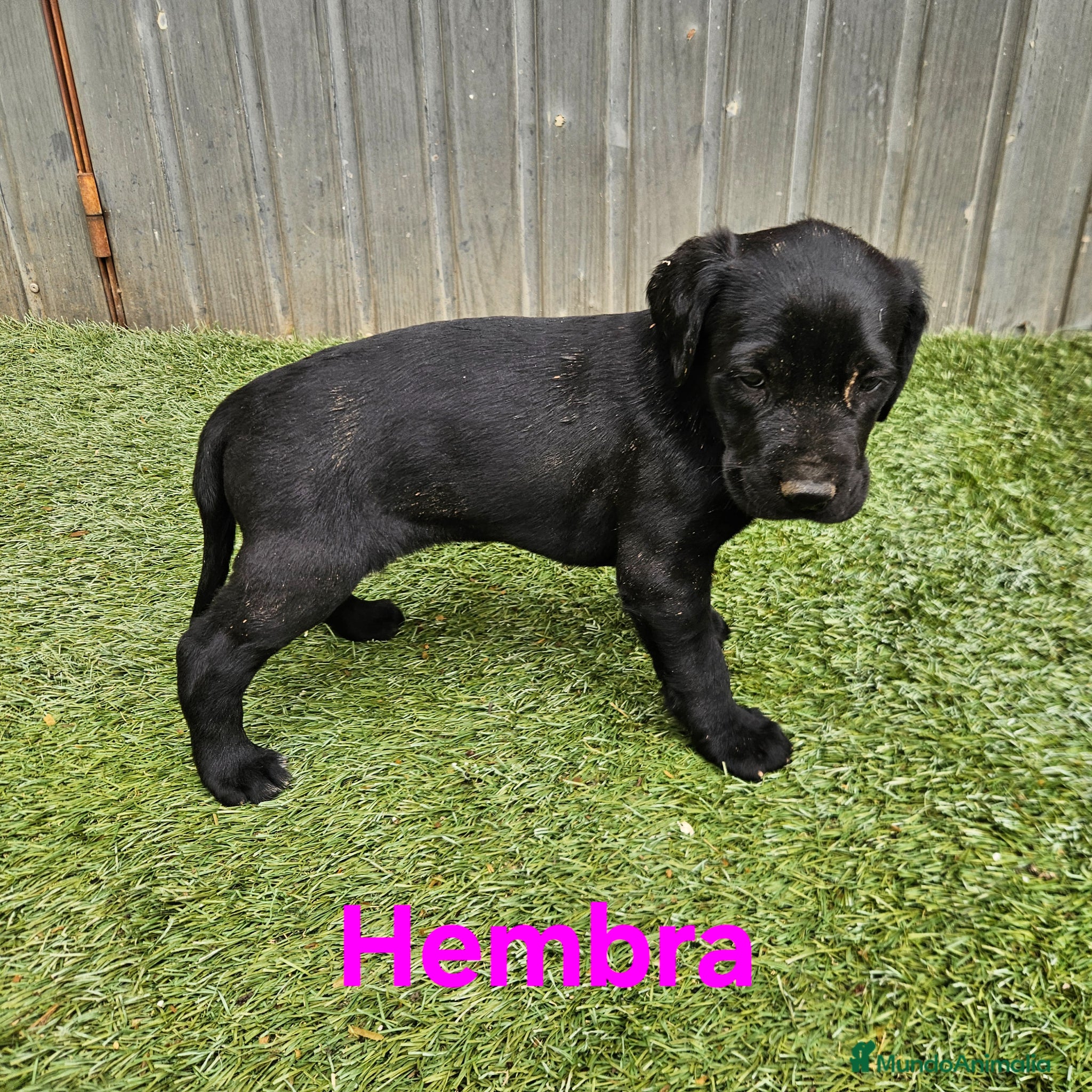 Braco Alemán de Pelo Corto perros Camada braco - Anuncio 19