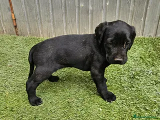 Braco Alemán de Pelo Corto perros Camada braco - Anuncio 19
