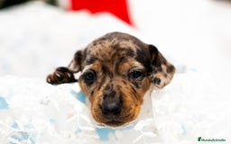 Teckel Miniatura perros en venta: Camada de Teckel miniatura disponible!  - Anuncio 6