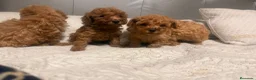 Caniche Toy perros en venta: caniche toy  - Anuncio 2