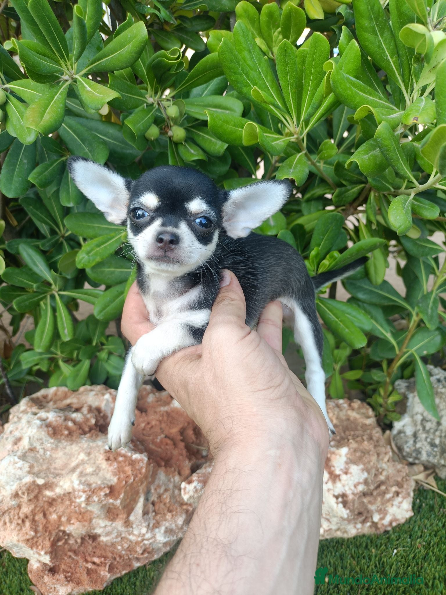 Chihuahua perros Hembrita de Chihuahua Toy - Anuncio 2