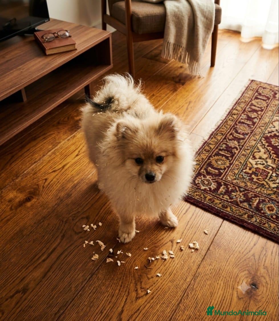 Pomerania perros Pomerania - Anuncio 3