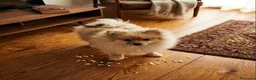 Pomerania perros en venta: Pomerania - Anuncio 1