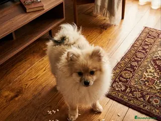 Pomerania perros Pomerania - Anuncio 3