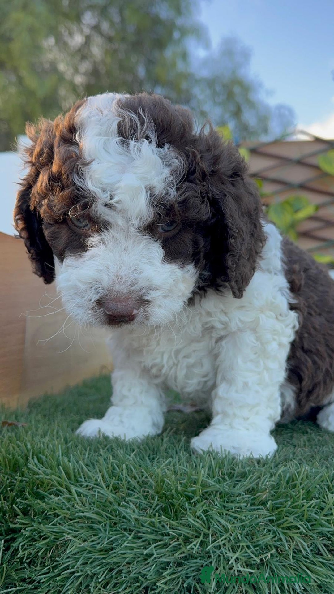 Perro de Agua Español perros en venta: PERRO DE AGUA ESPAÑOL - Anuncio 3