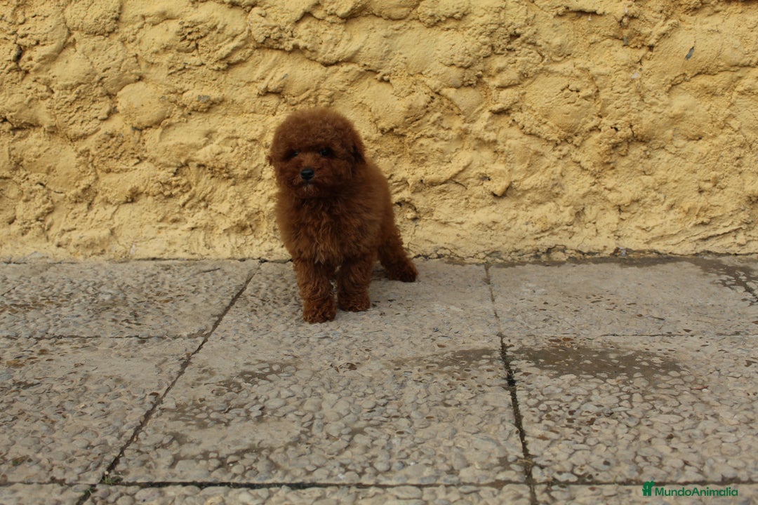 Caniche Toy perros en venta: Caniche macho rojo  - Anuncio 1