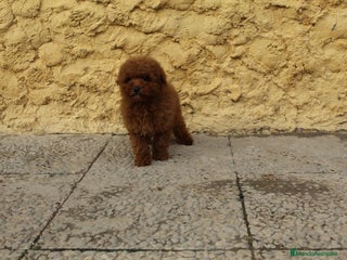 Caniche Toy perros Caniche macho rojo - Anuncio 1